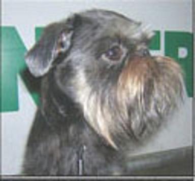 Victoire dite wicket de l'allée des marmousets